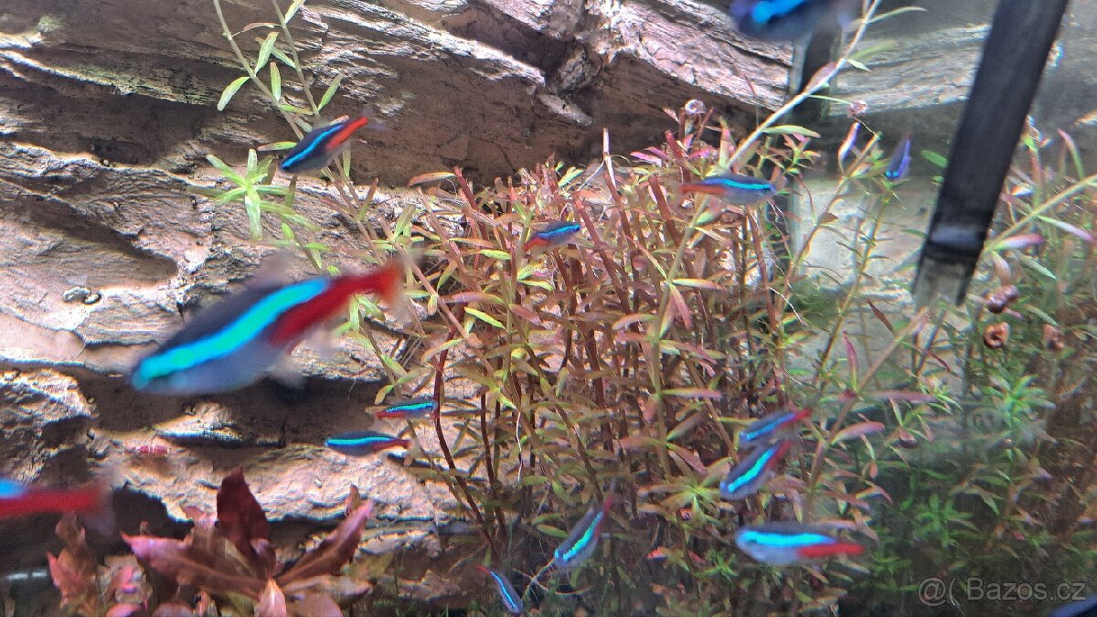 Akvarijní rostliny - 4