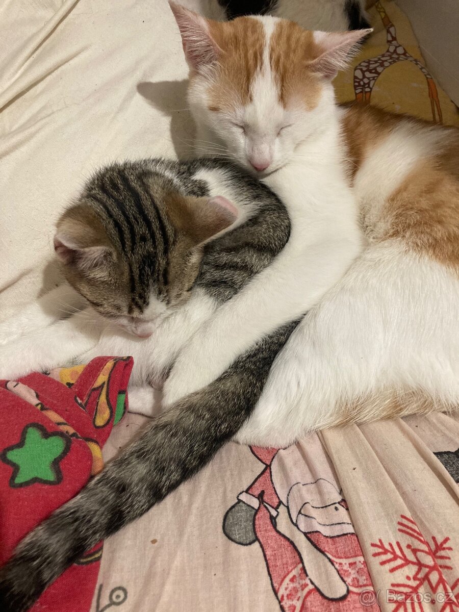 Daruji kocourka a kočičku. - 4