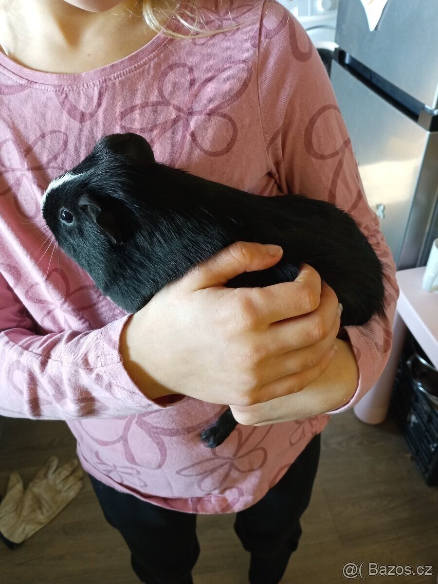 CUY (75%) Morčata - samečci - 4