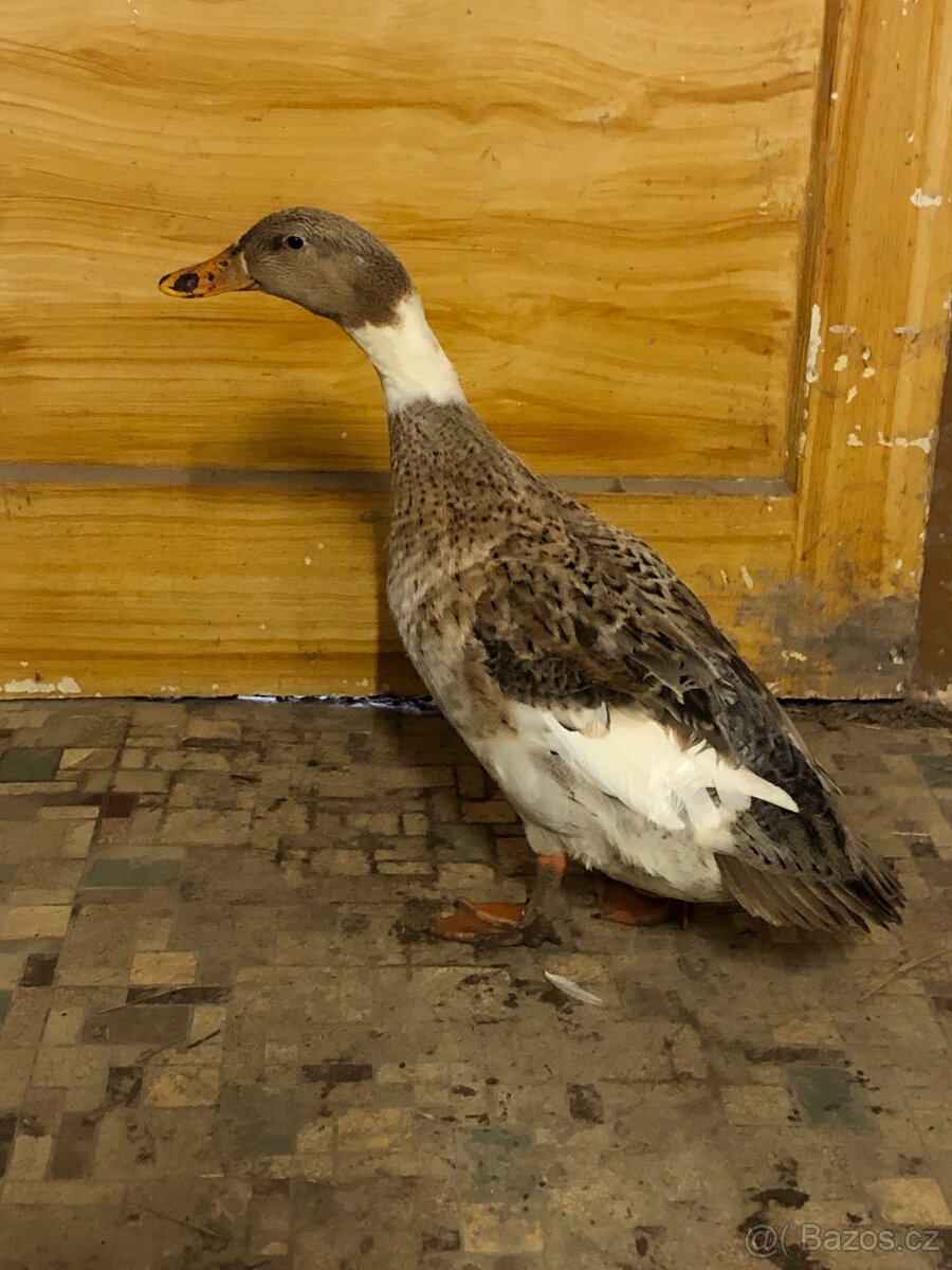 Indický běžec kříženec - 4