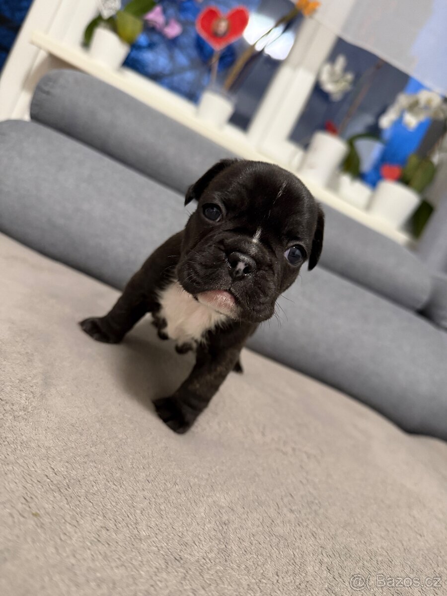 Francouzský buldoček - 4