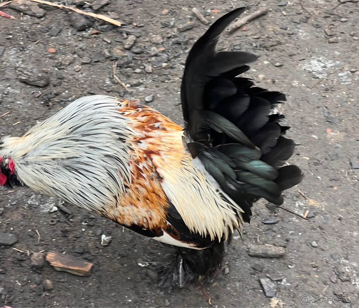 Kříženec araukany a hedvábničky - 4