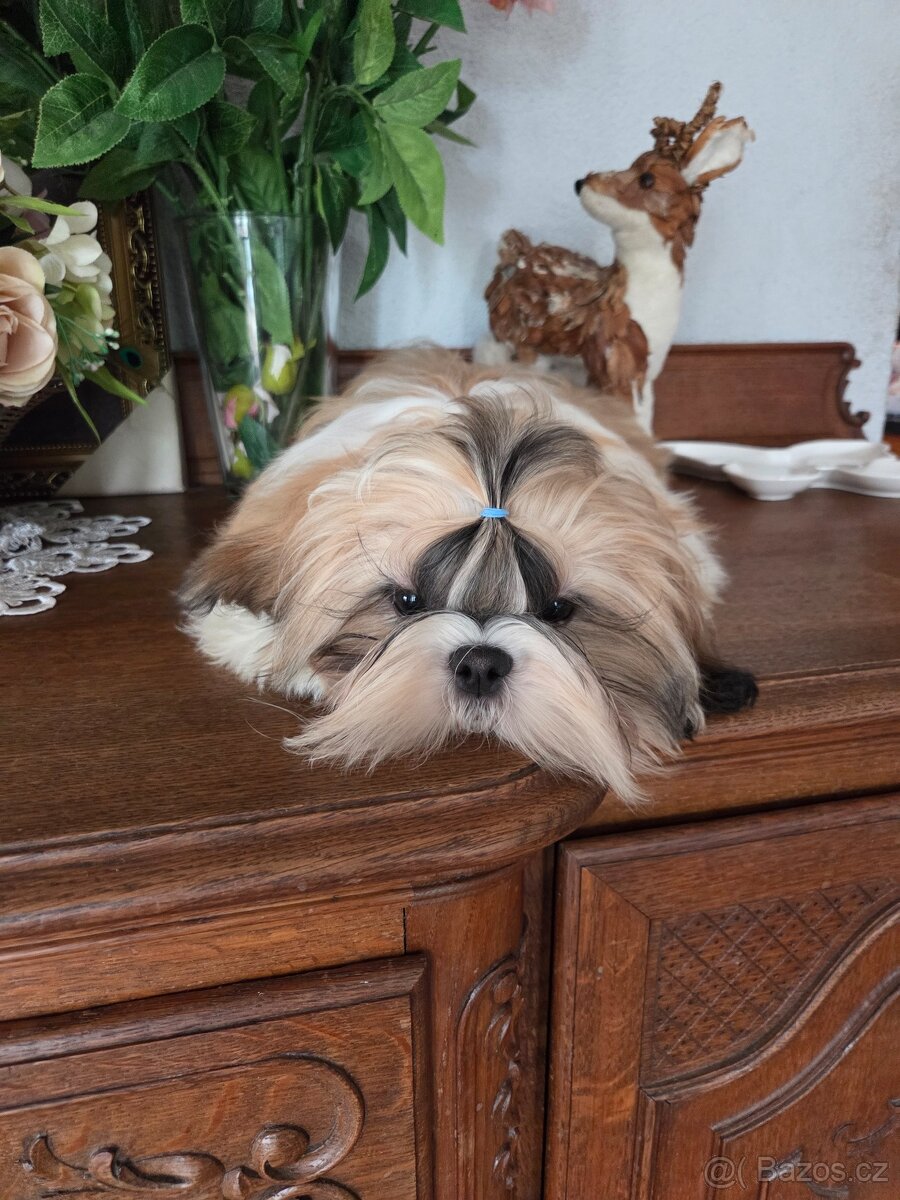 Šteniatka shih tzu s PP - 4