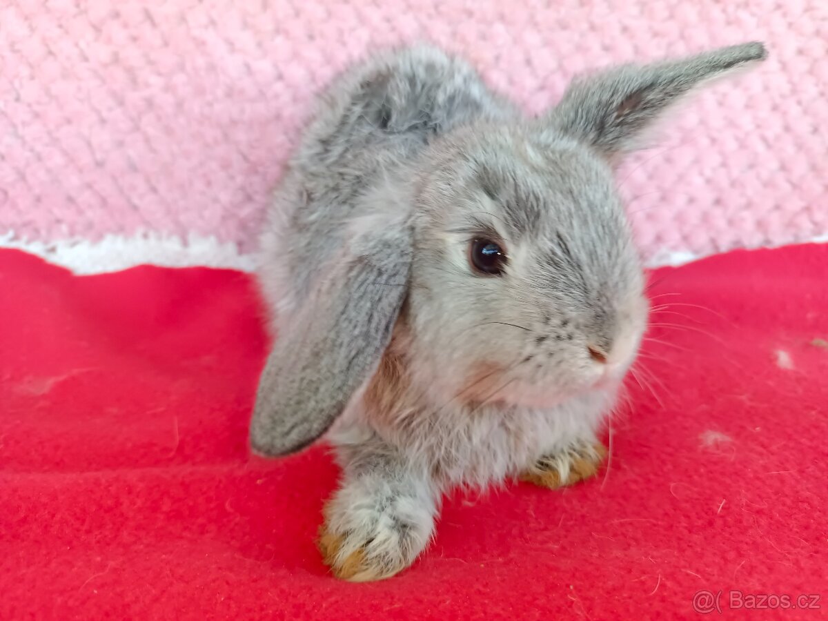 Zakrslý beránek - 4