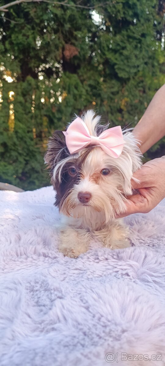 Jorkširský teriér s pp Choco - 4