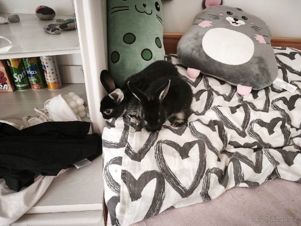 Zakrslý králík - 4