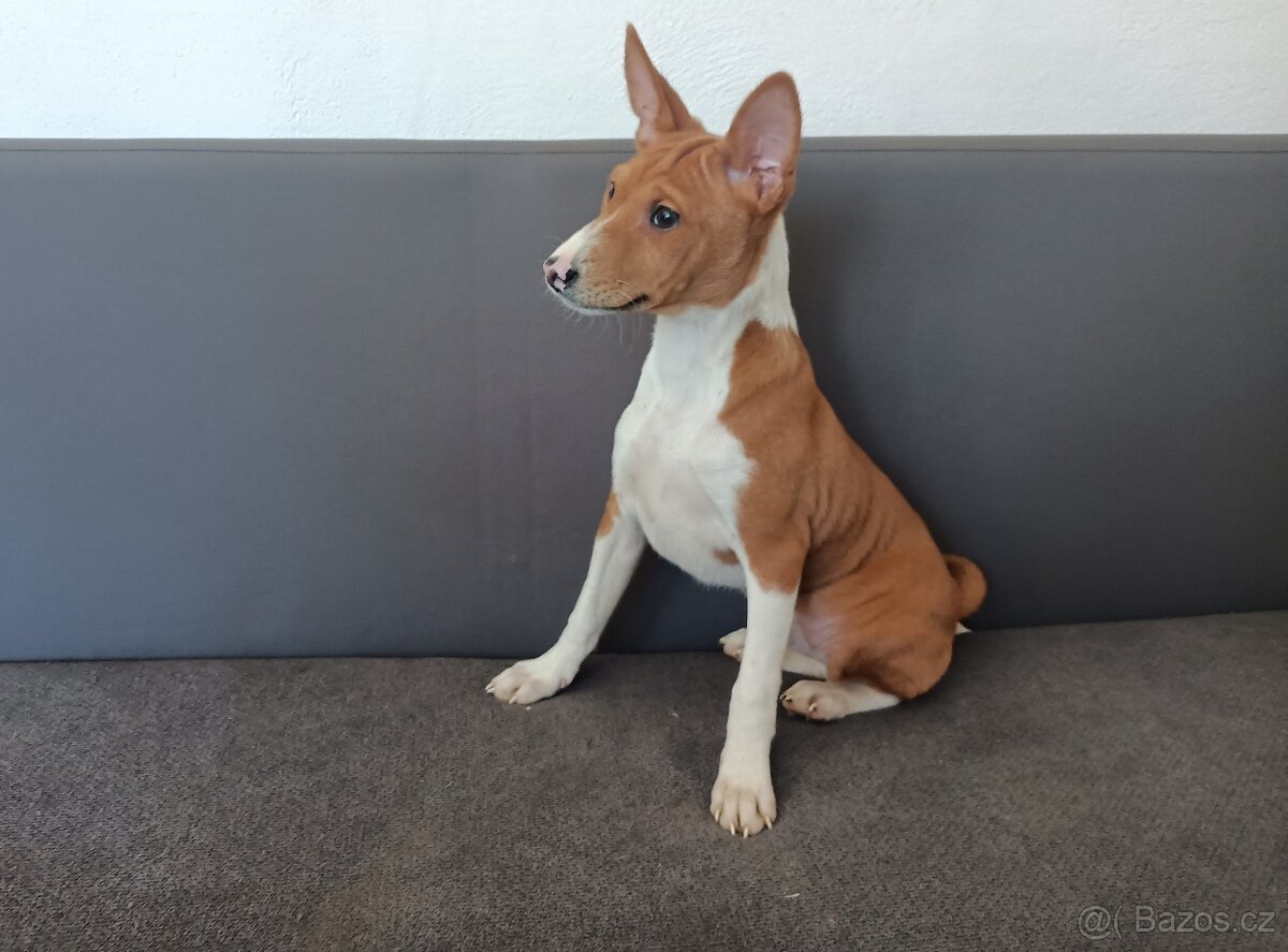 Basenji - štěňata bez pp - 4