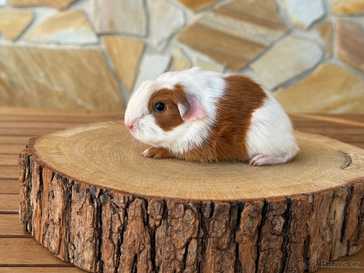 Morče, morčata s PP - 4