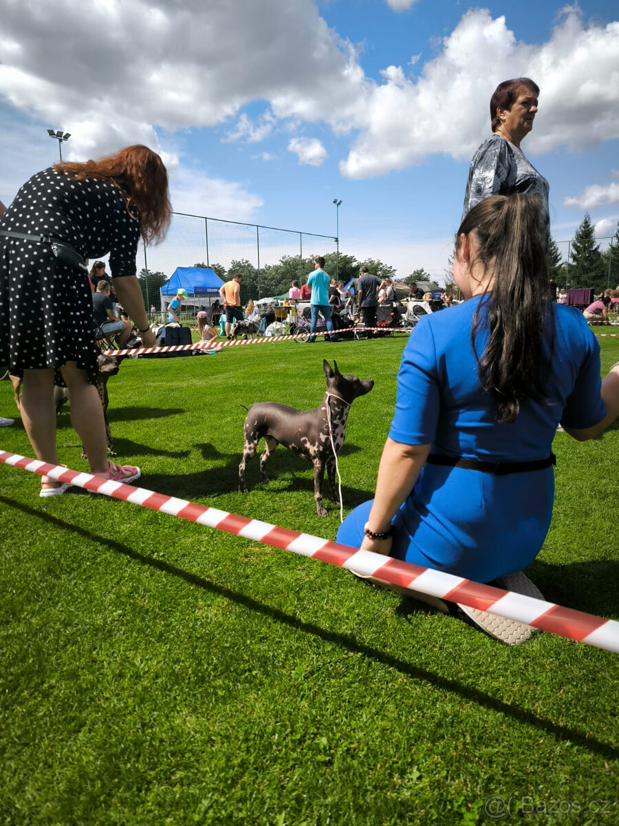 Chovatelská stanice Silesia Iron americký bezsrstý teriér - 4