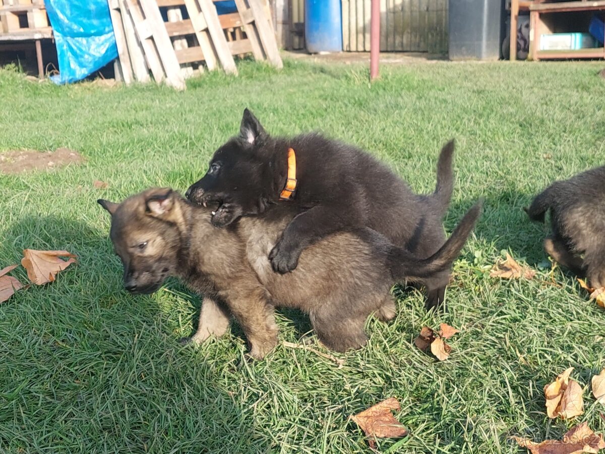 Německy ovčák s PP pracovní spojení -fena, pes - 4