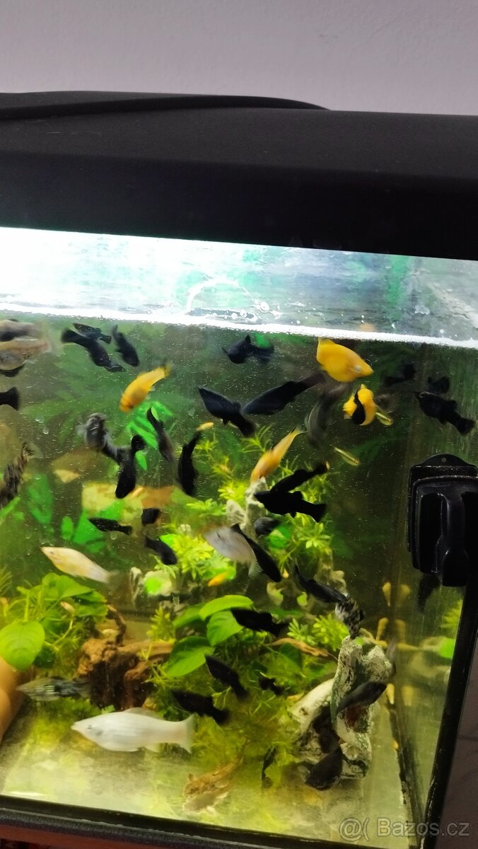 Prodám Black Molly - 4