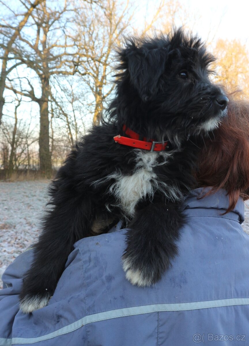 Pyrenejský ovčák - štěňátka s PP - 4