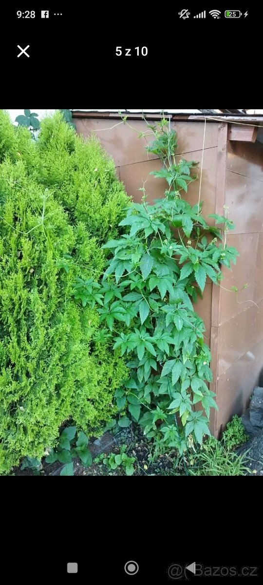 Trvalky a semena rostlin - 4