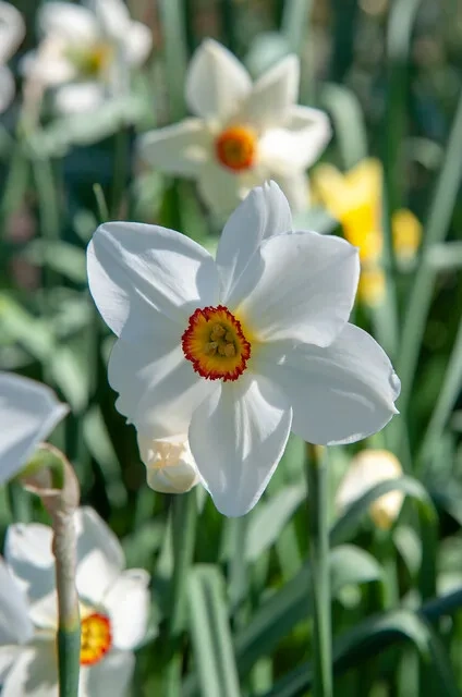 TRVALKY - mladé rostlinky - 4