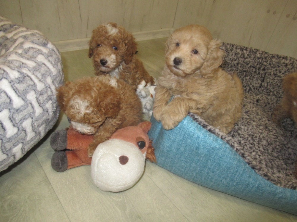 Maltipoo štěňátka - 4