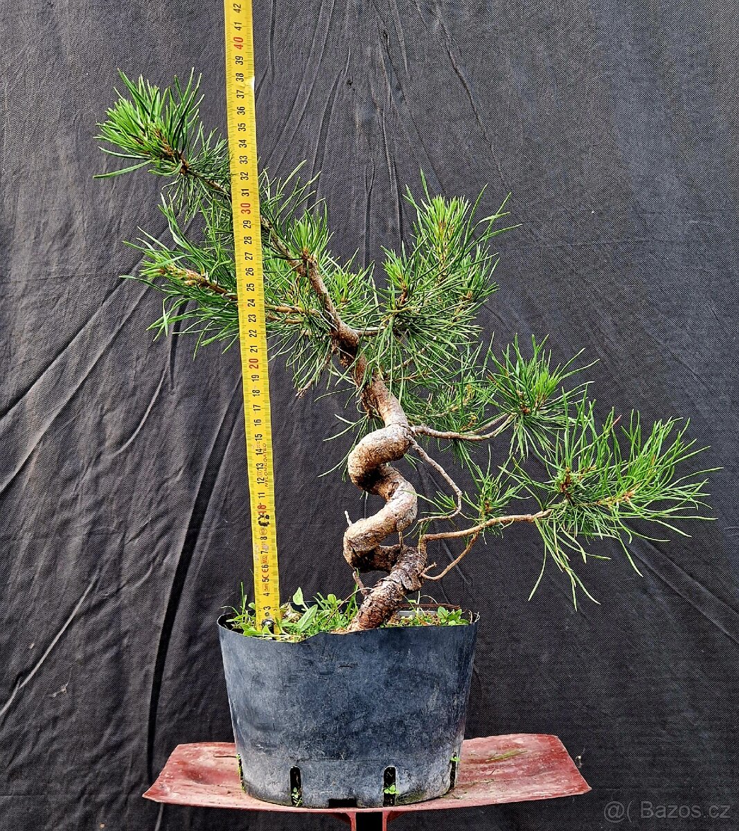 PRE - Bonsai - Pinus sylvesris 1 - 4