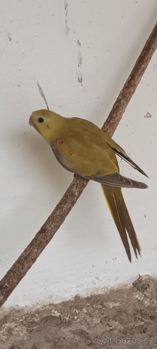 Neoféma tyrkysová skořice 0,1 kr.25 - 4