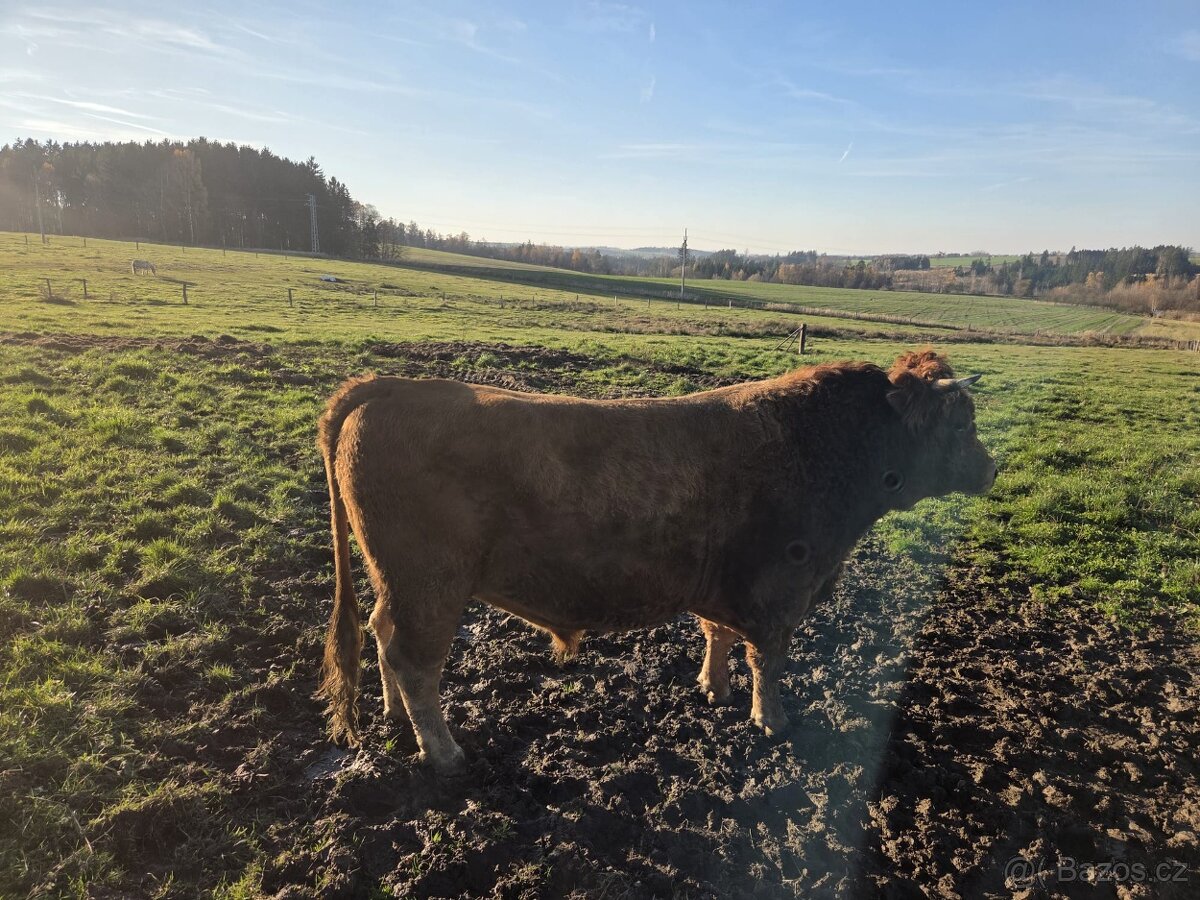 Prodám býka z eko chovu - 4