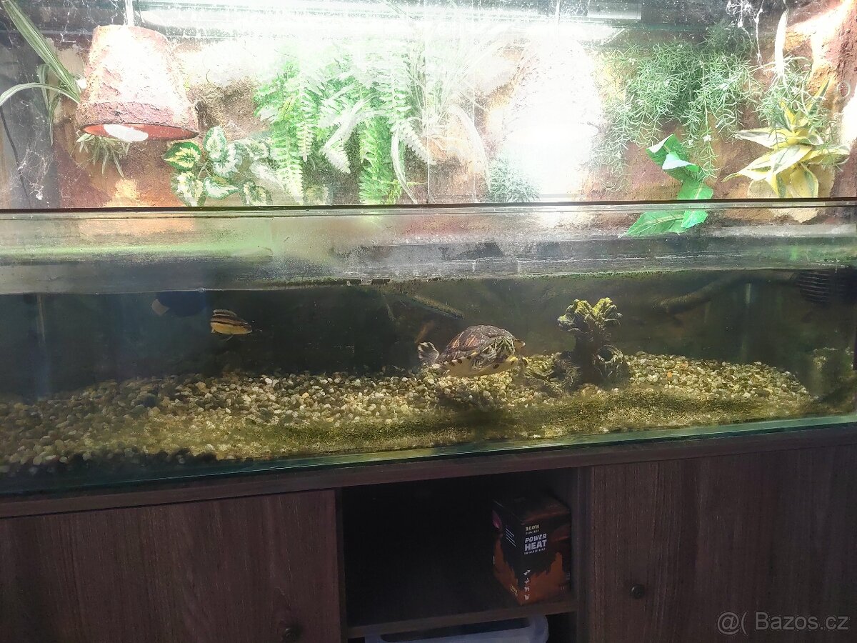 VODNÍ Želva - 4