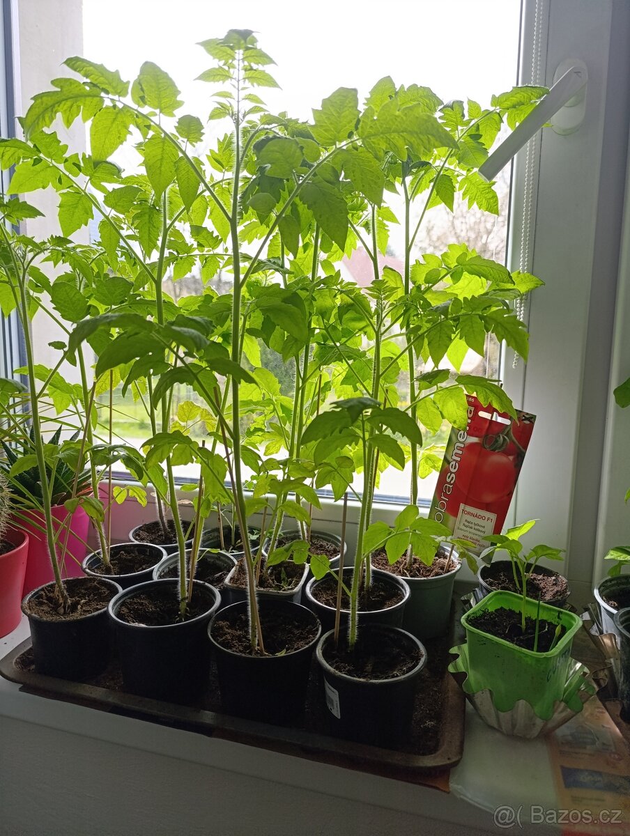 Sazenice rajčat a paprik - 4