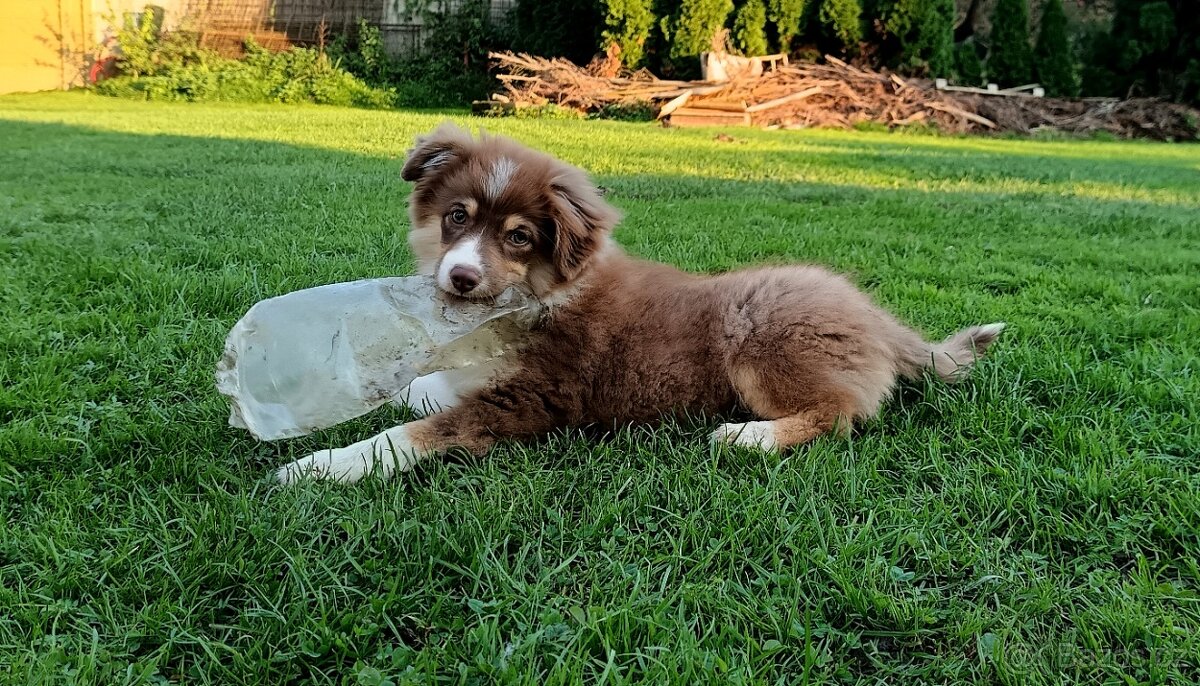 Miniaturní americký ovčák s PP FCI - 4