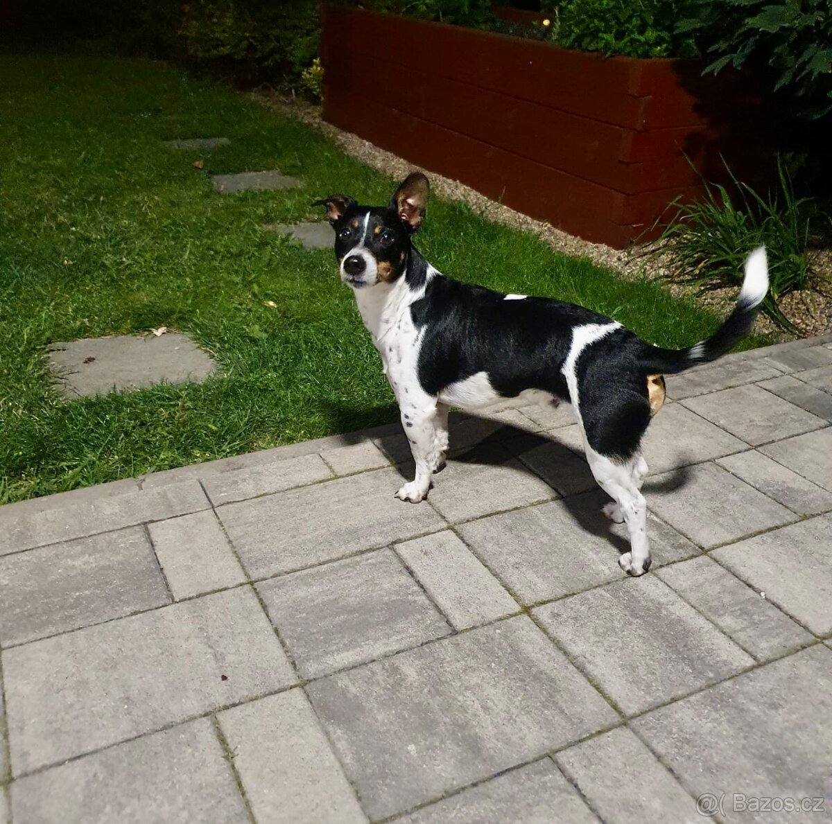 KRYTÍ – JACK RUSSELL TERRIER • OSKAR• ANGLICKÝ PŮVOD 🇬🇧 - 4