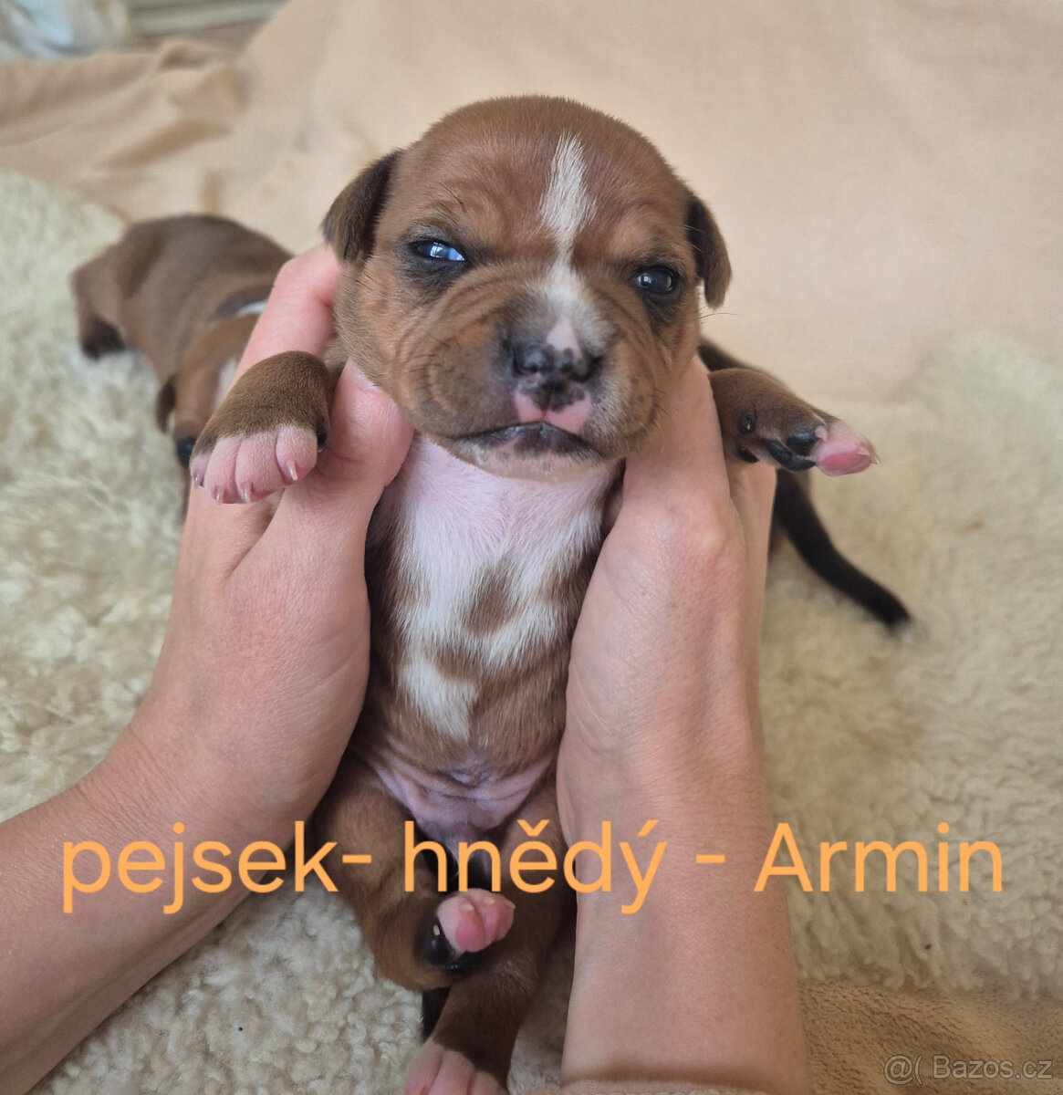 Stafordšírský bulteriér s pp - 4