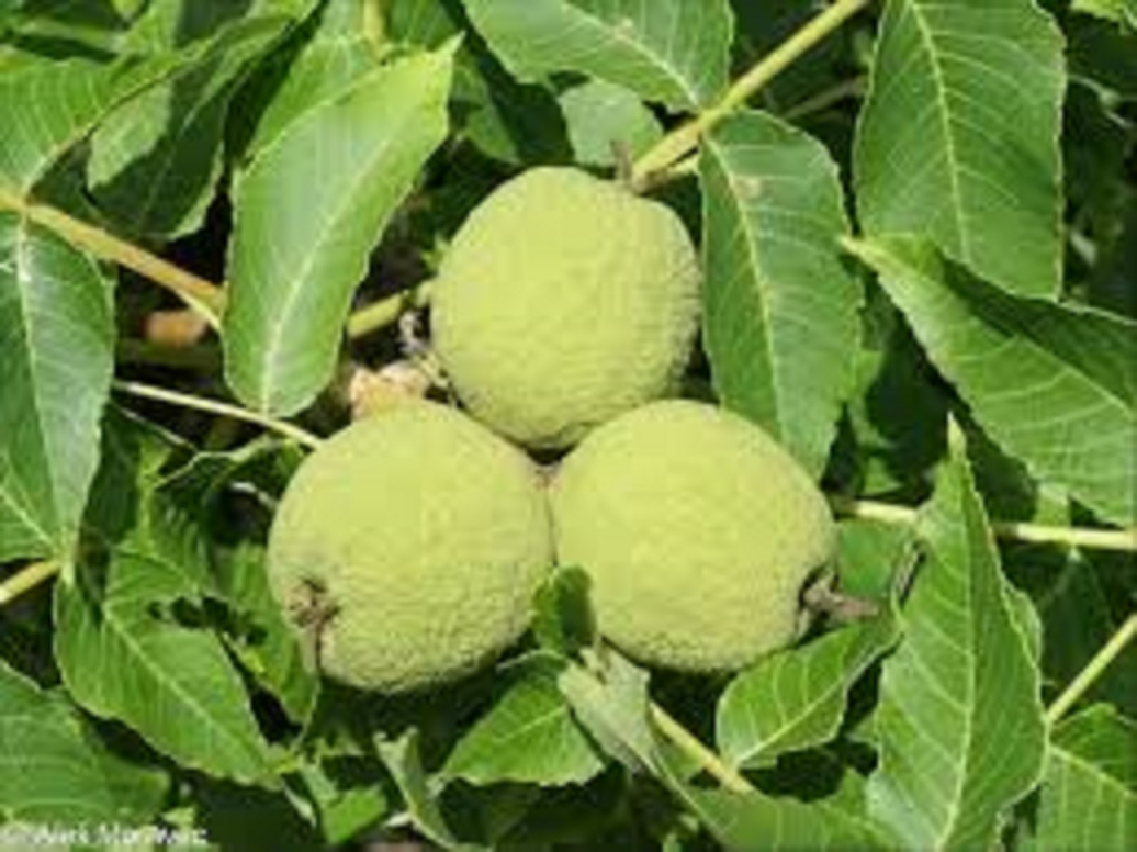 Ořechovec vejčitý, vzácný strom, semena 4kusy - 4