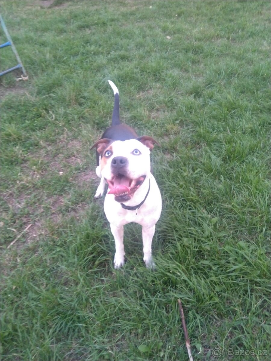 Štěňátka Pitbulla - 4