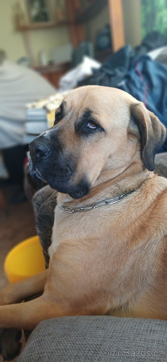 Štěňátka SAO - 4