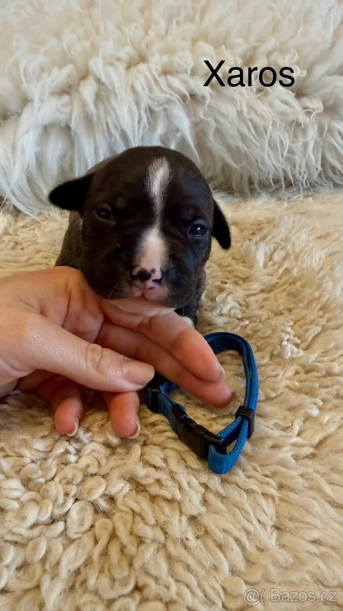 Americký stafordširský terier - 4