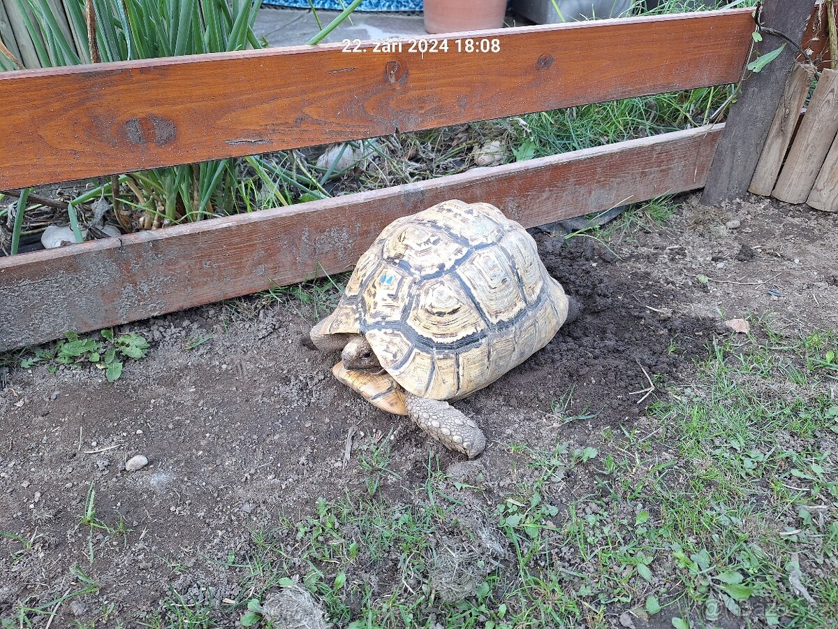 Suchozemská želva pardálí - Stigmochelys pardalis babcocki - 4