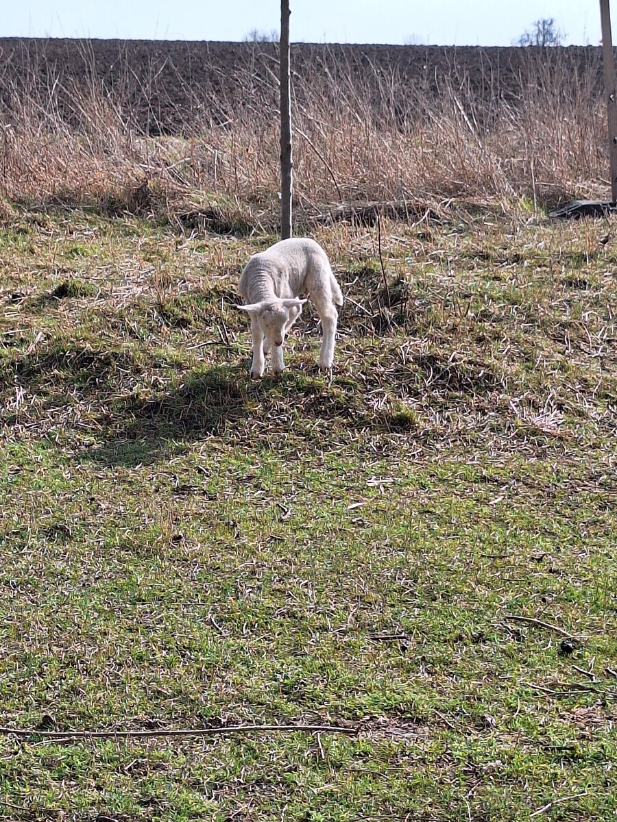 Prodám beránka - 4