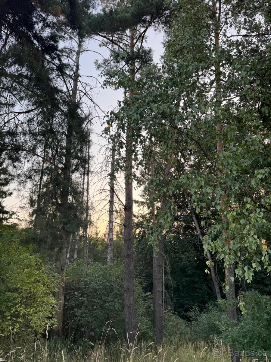 Prodej lesního pozemku v k.ú. Horní Bukovina - 4