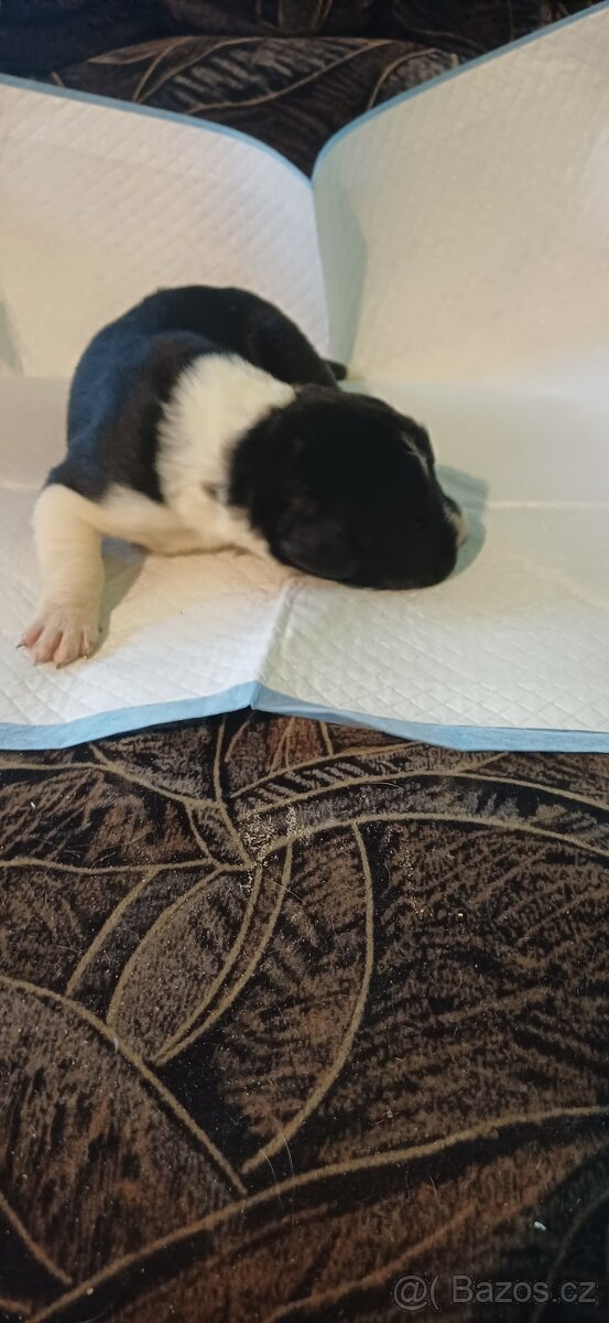 Štěňátka SAO - 4
