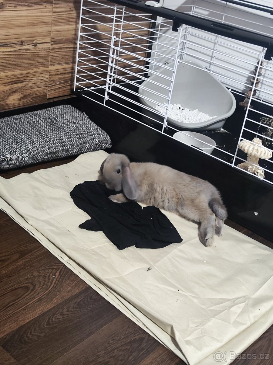 Zakrslý králík beránek - 4