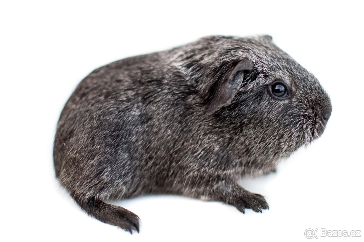 Morčata - kluci s PP - 4