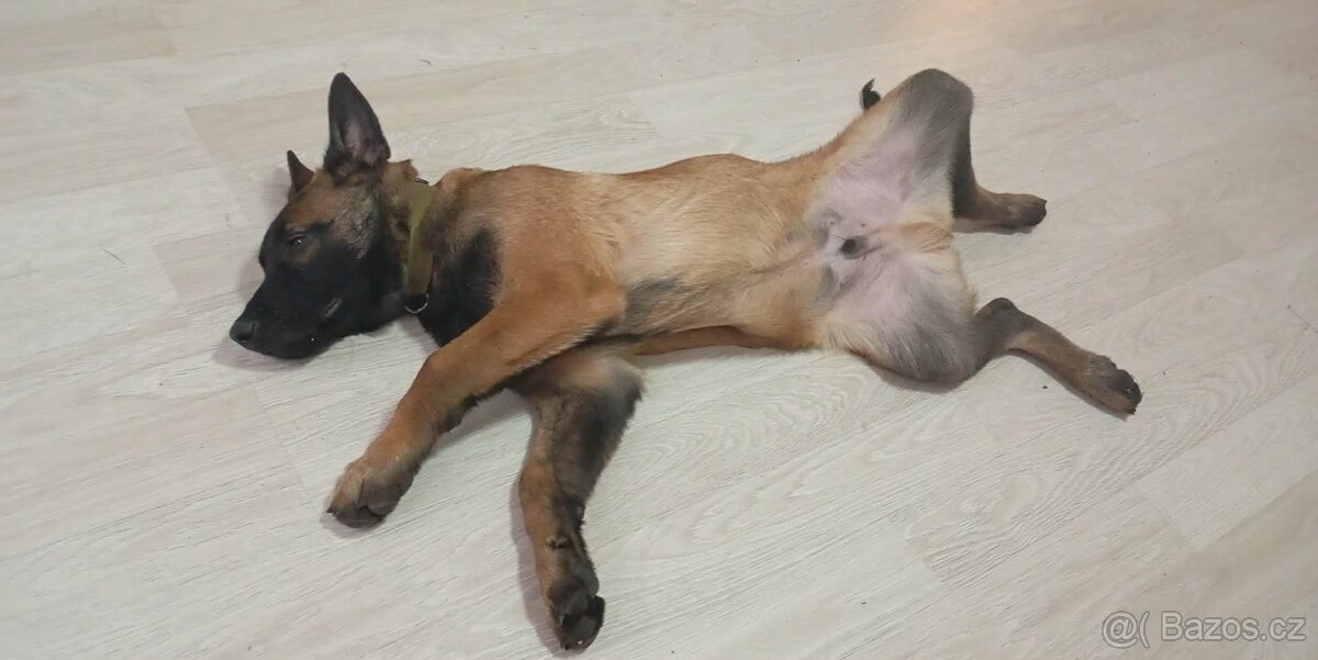 Belgický ovčák - malinois - 4