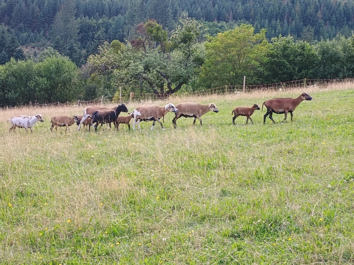 Kamerunské ovce - 4