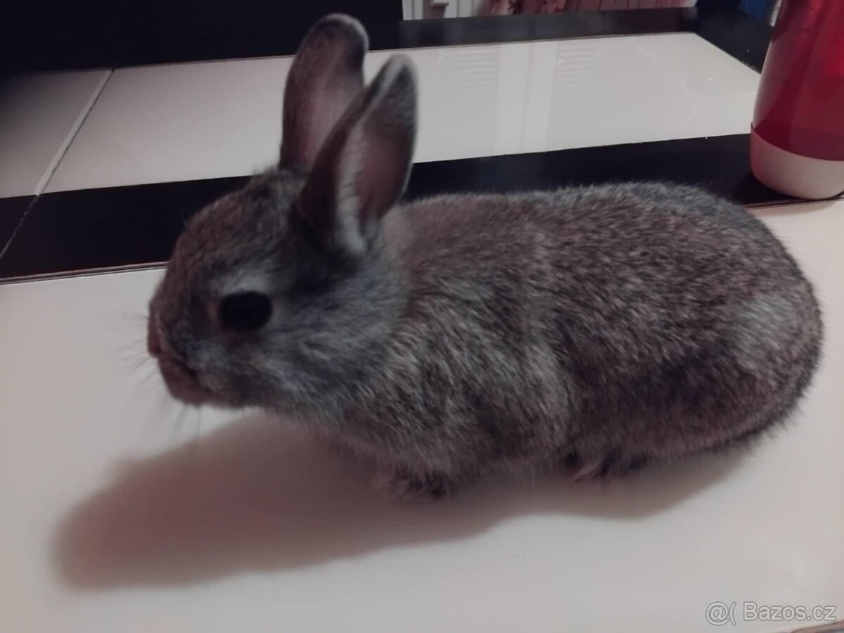 Zakrslý králík ihned k odběru - 4
