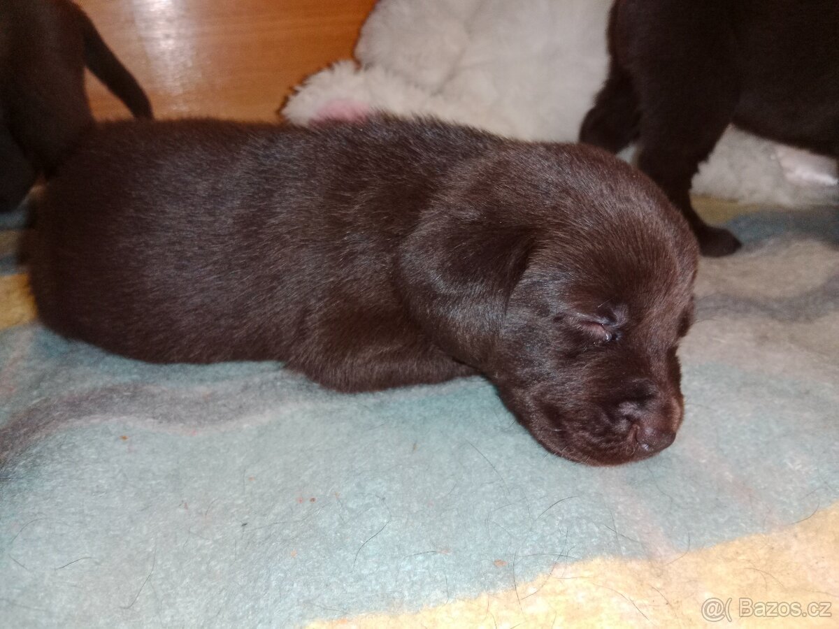 Labradorský retrívr štěně - 4