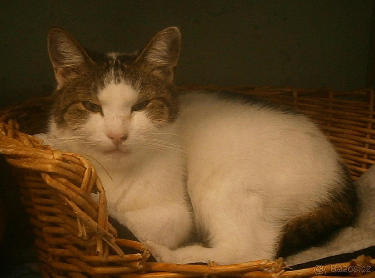 Milý, komunikativní bílomourovaný Oliver, 7-8letý - 4