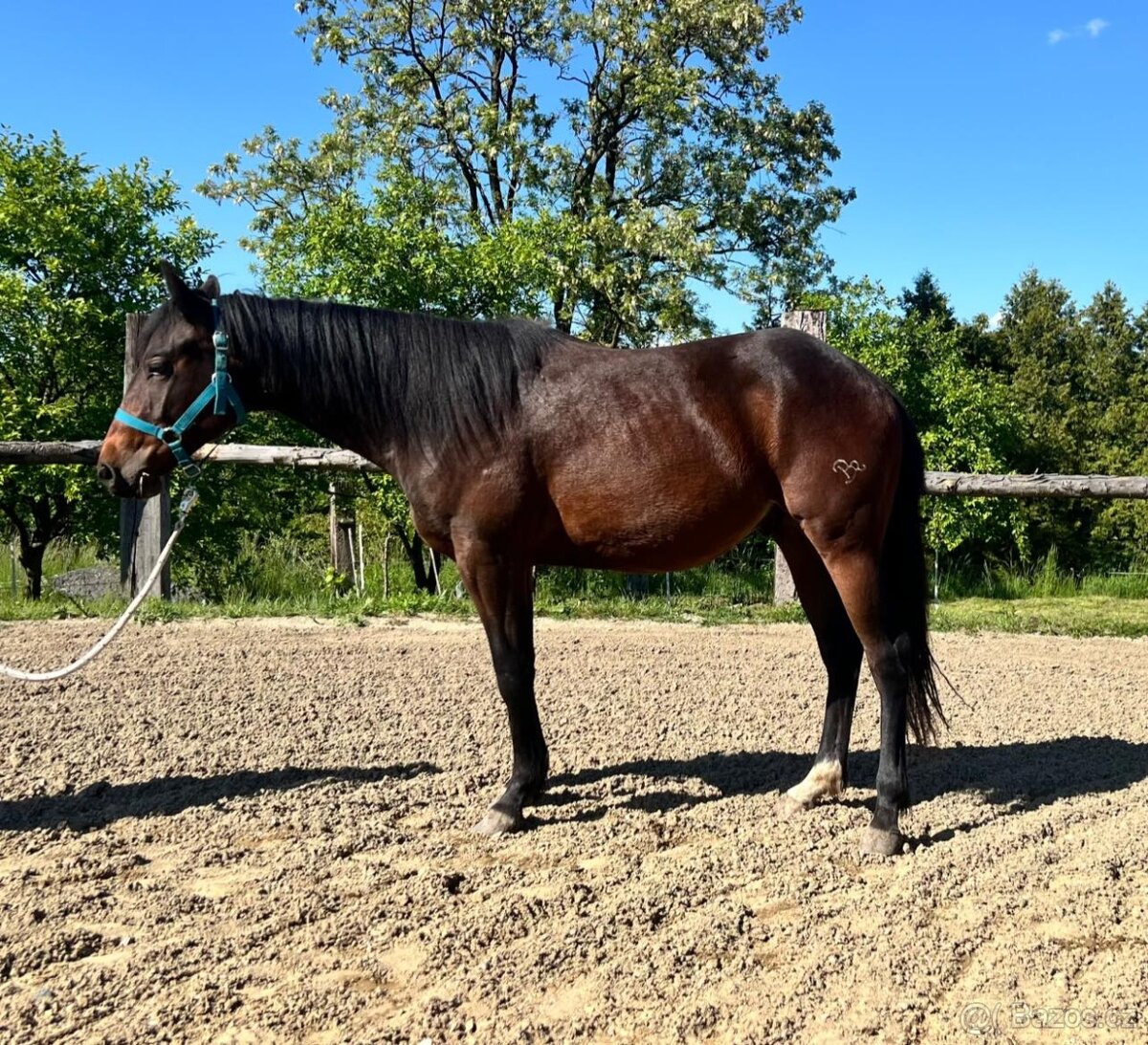 Na prodej: BR Electric Spook - 4