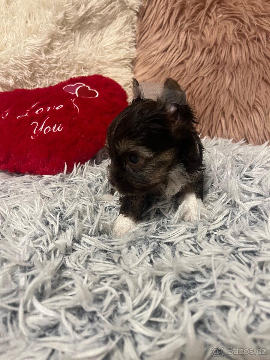 Čoko Jorkšírský teriér s PP holčička - 4