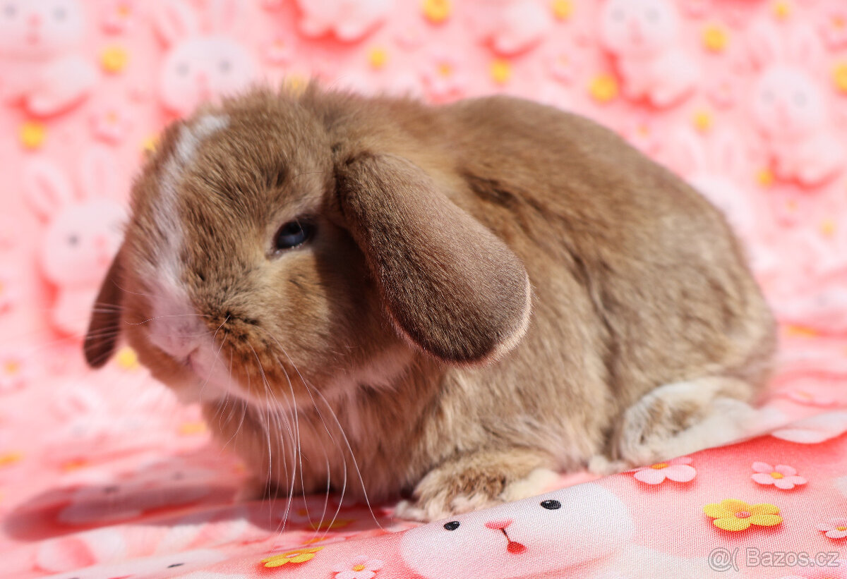 Modrooký zakrslý beránek sameček NHD . - 4