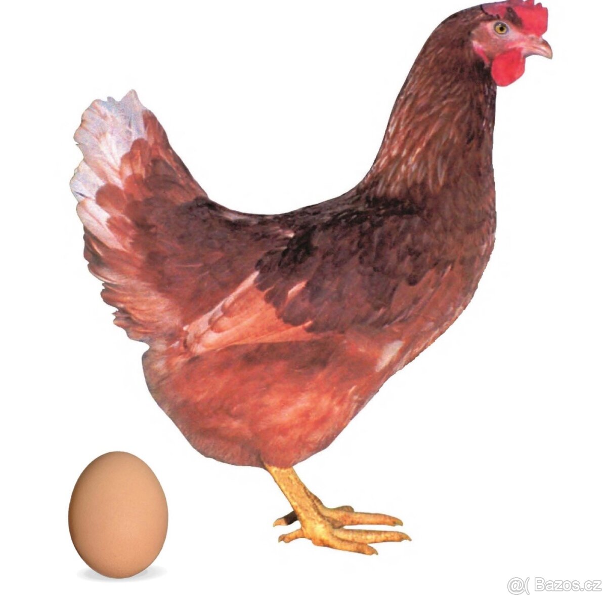 Prodej kuřic 17 týdnů - 4