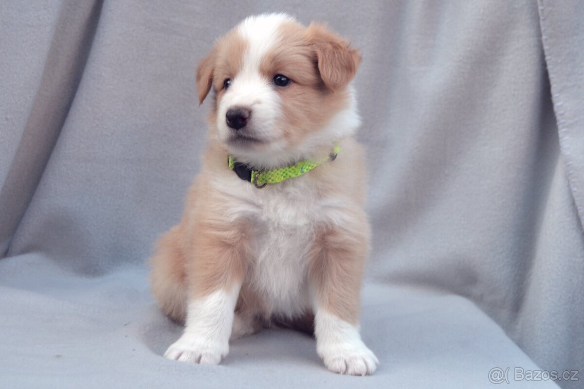 Border Kolie S PP - 4