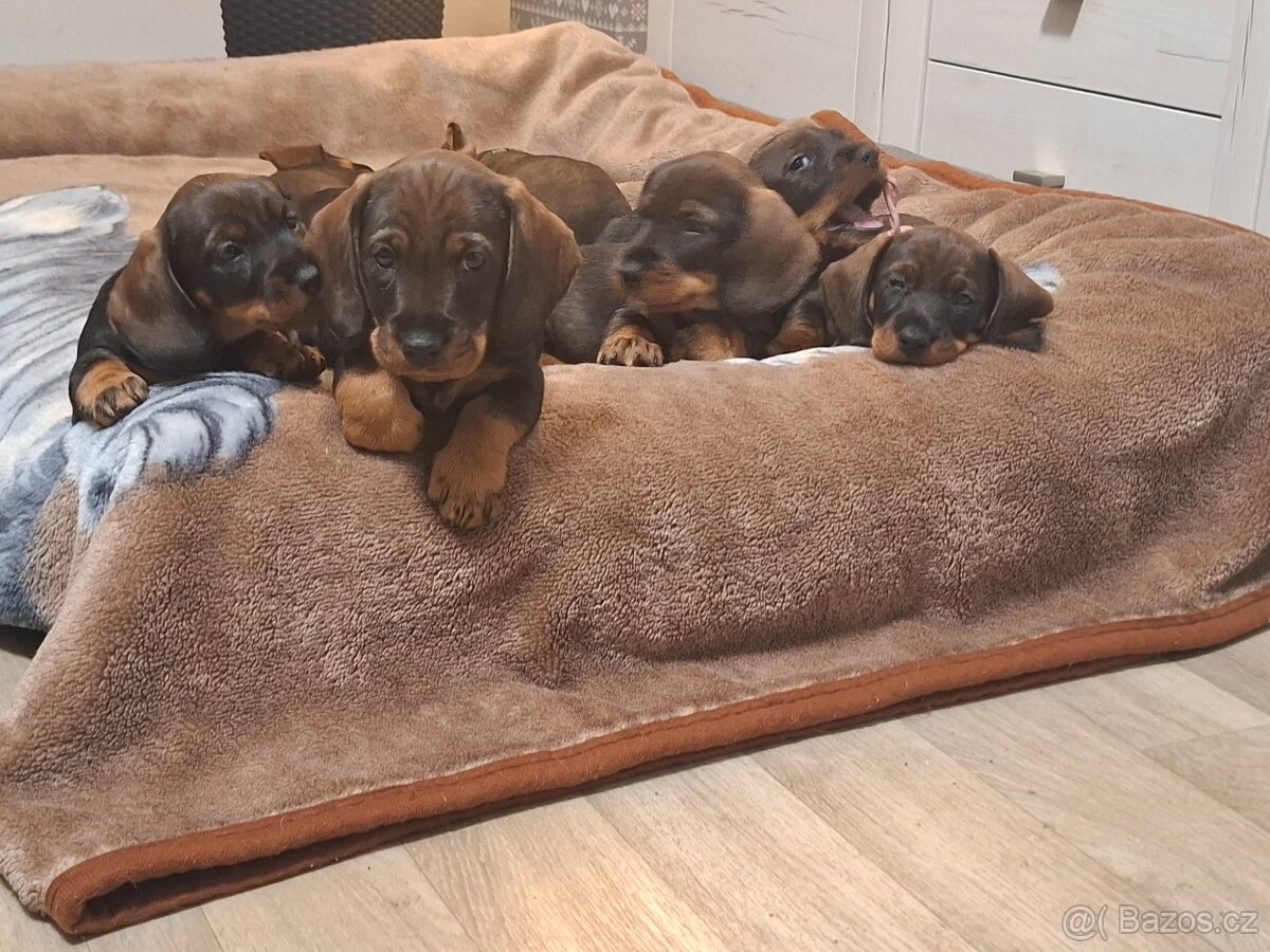 Jezevčik standart drsnosrstý - 4