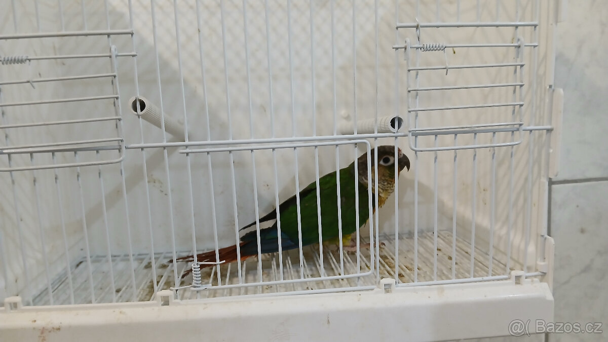 Pyrura zelanolící - 4