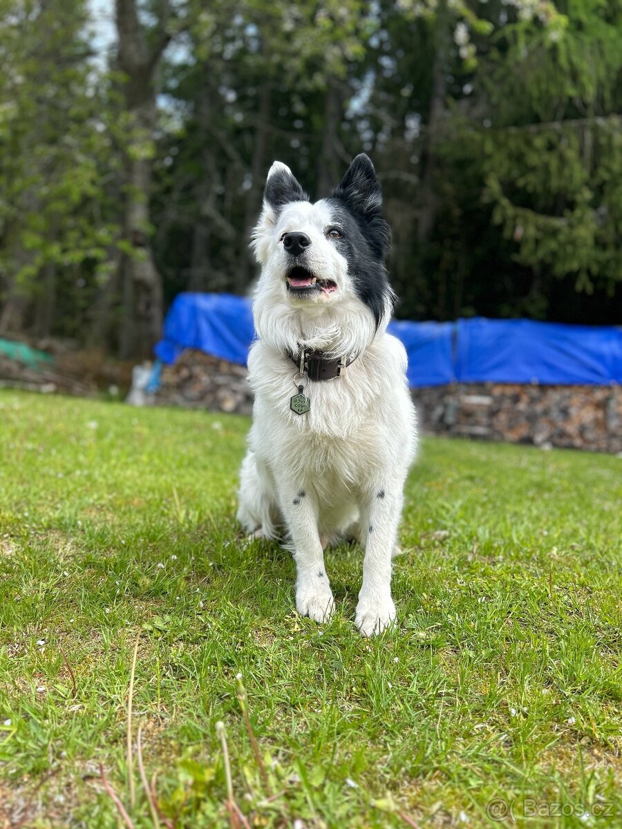 BOC s PP ke krytí - 4